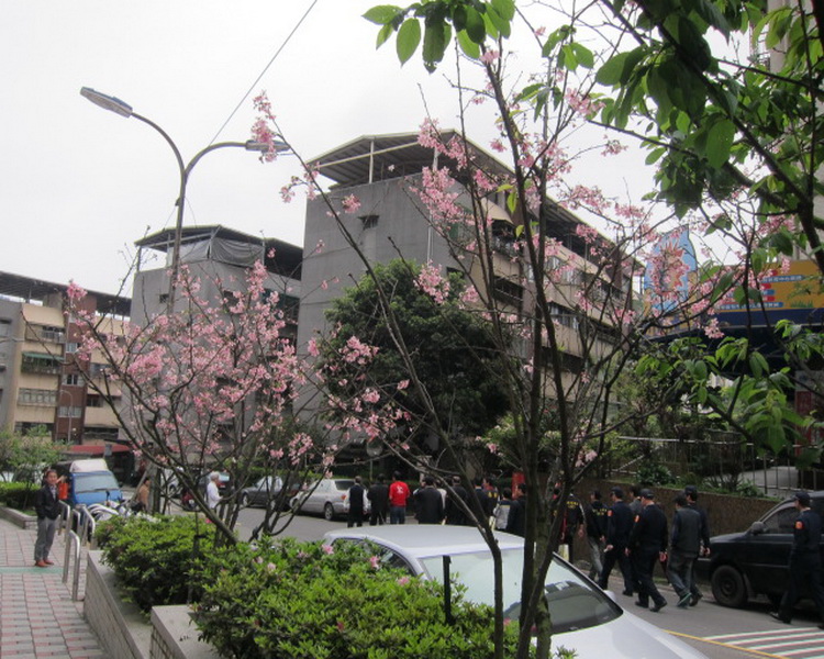 櫻花小徑