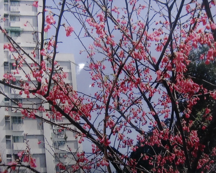 櫻花小徑